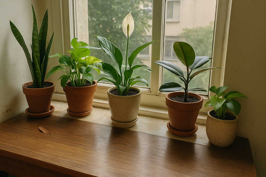 The Real Secret to Thriving Indoor Plants? It’s in the Soil.